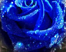 Голубая Роза