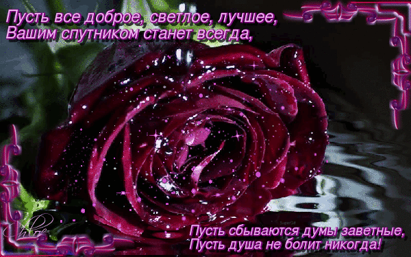 Бархатная гордая красивая бордовая роза