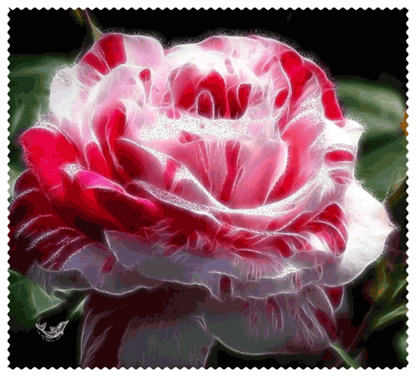Красивая Роза