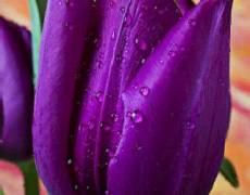 Фиалетовый тюльпан