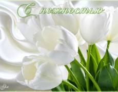 С нежностью белые тюльпаны