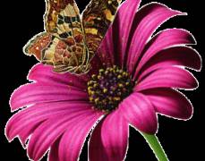 Бабочка и цветок