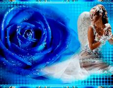 Синяя роза Ангела