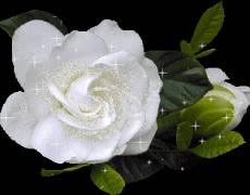 Белый цветок на прозрачном фоне