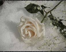 Белая роза на снегу