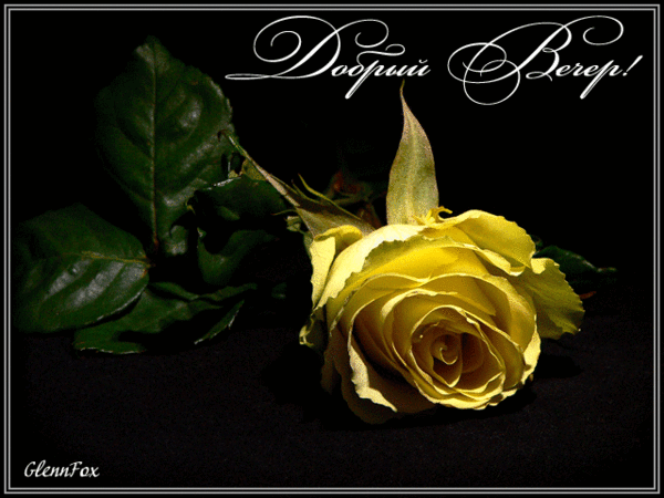 добрый  вечер