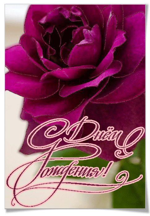 С Днем Рождения открытка с розой