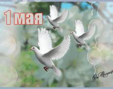 Открытка на 1 мая с изображением голубей